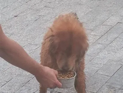 Cachorro raça SRD-ViraLata idade 3 anos nome não sei 