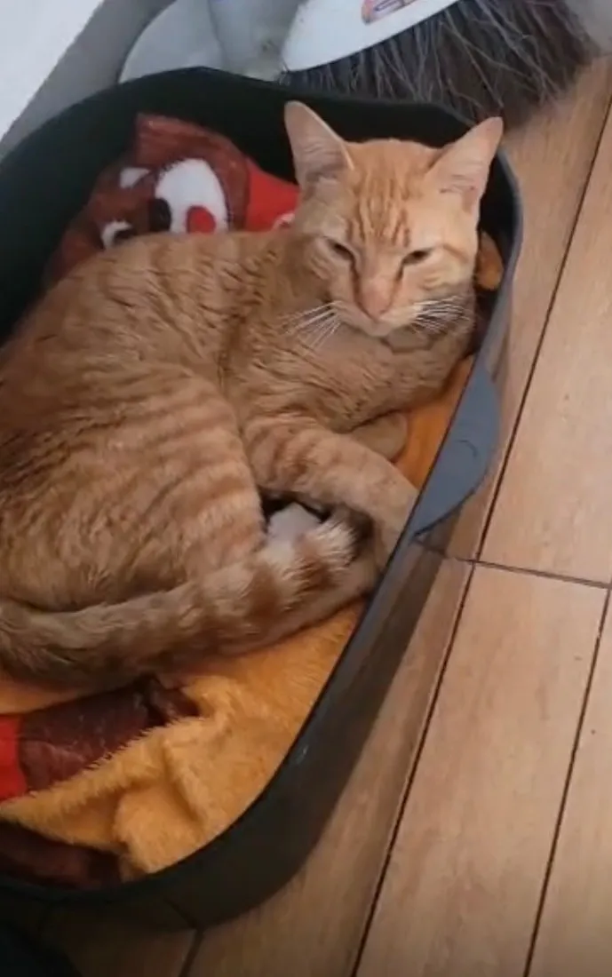 Gato raça Siamês idade 7 a 11 meses nome Bento 