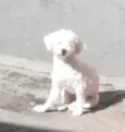 Pedrita