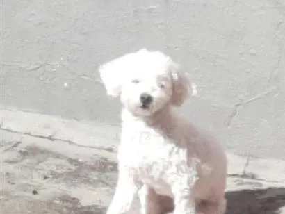 Cachorro raça Maltês idade 6 ou mais anos nome Pedrita