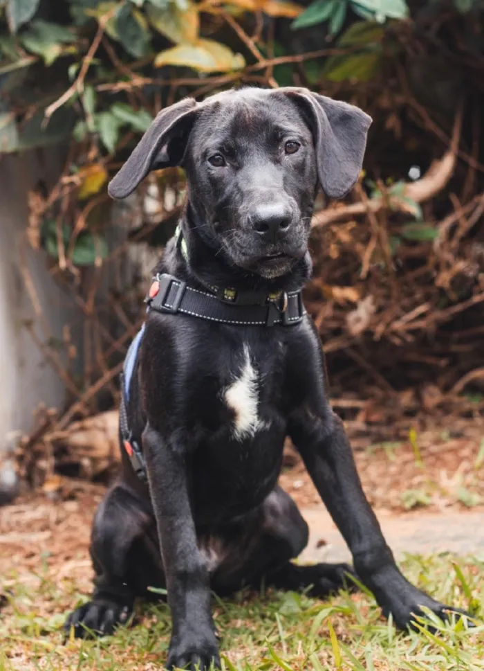 Cachorro raça SRD-ViraLata idade 7 a 11 meses nome Bradoock