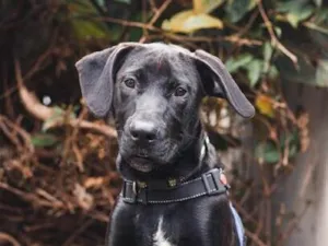 Cachorro raça SRD-ViraLata idade 7 a 11 meses nome Bradoock