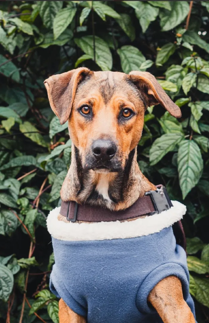 Cachorro raça SRD-ViraLata idade 1 ano nome Pope