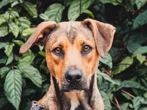 Cachorro raça SRD-ViraLata idade 1 ano nome Pope