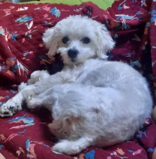 Cachorro raça Maltês idade 6 ou mais anos nome Pedrita
