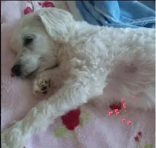 Cachorro raça Maltês idade 6 ou mais anos nome Pedrita