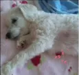 Pedrita