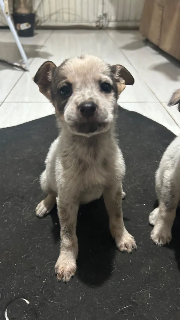 Cachorro raça SRD-ViraLata idade 2 a 6 meses nome Mári