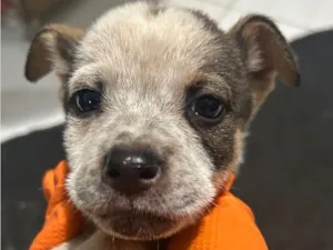 Cachorro raça SRD-ViraLata idade 2 a 6 meses nome Mári