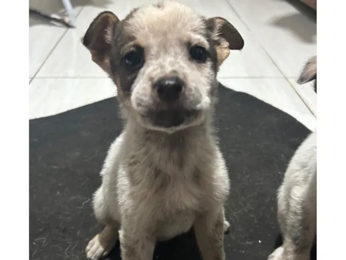 Cachorro raça SRD-ViraLata idade 2 a 6 meses nome Mári