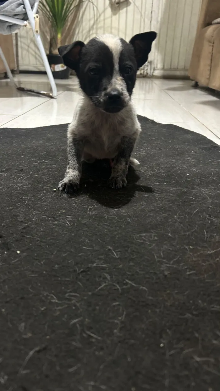 Cachorro raça SRD-ViraLata idade 2 a 6 meses nome Carito 