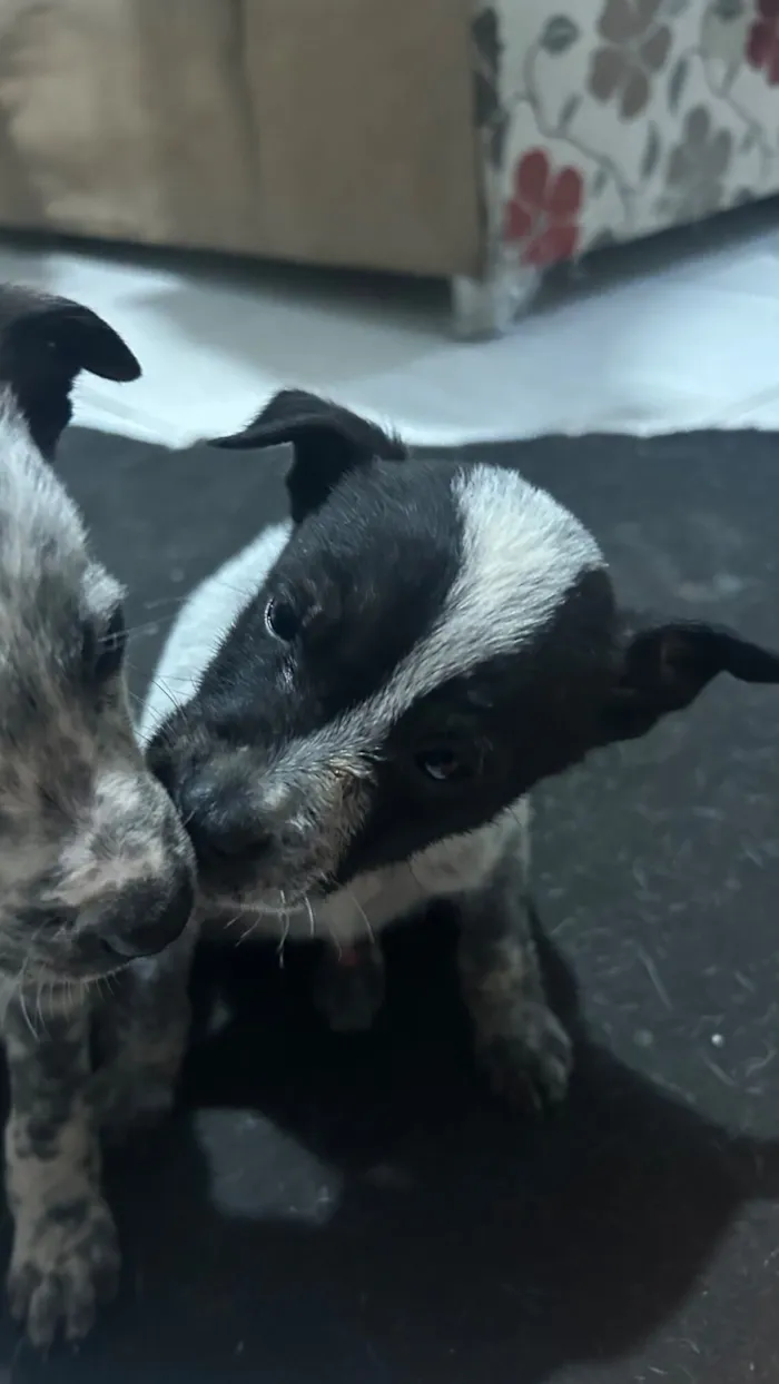 Cachorro raça SRD-ViraLata idade 2 a 6 meses nome Carito 
