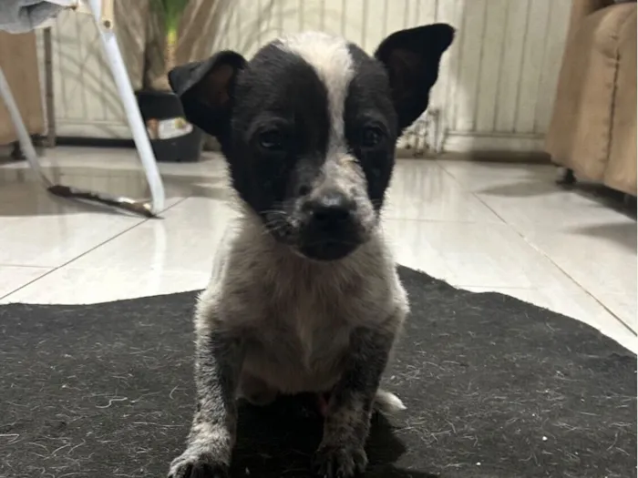 Cachorro raça SRD-ViraLata idade 2 a 6 meses nome Carito 