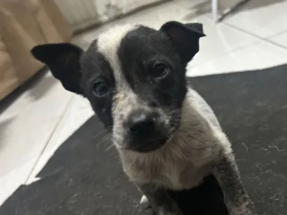 Cachorro raça SRD-ViraLata idade 2 a 6 meses nome Carito 