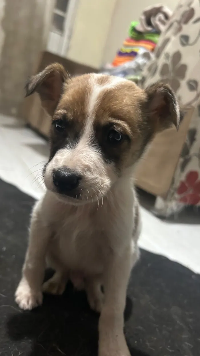 Cachorro raça SRD-ViraLata idade 2 a 6 meses nome Max