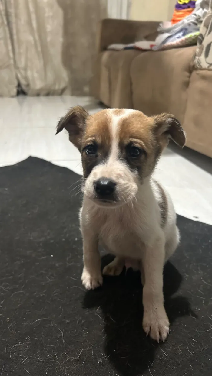 Cachorro raça SRD-ViraLata idade 2 a 6 meses nome Max