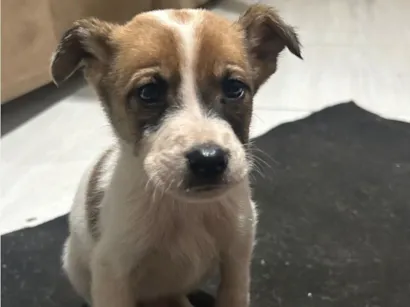 Cachorro raça SRD-ViraLata idade 2 a 6 meses nome Max