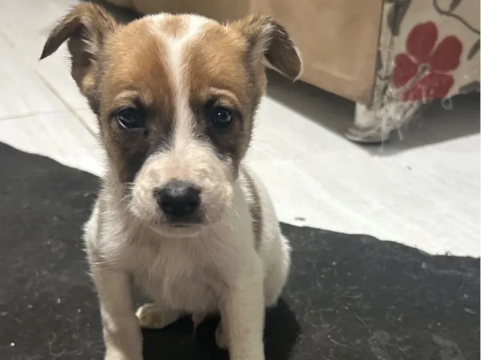 Cachorro raça SRD-ViraLata idade 2 a 6 meses nome Max