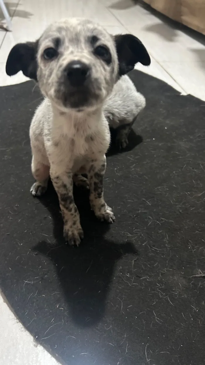 Cachorro raça SRD-ViraLata idade 2 a 6 meses nome Maria