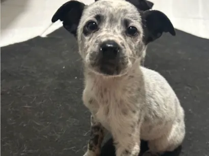 Cachorro raça SRD-ViraLata idade 2 a 6 meses nome Maria