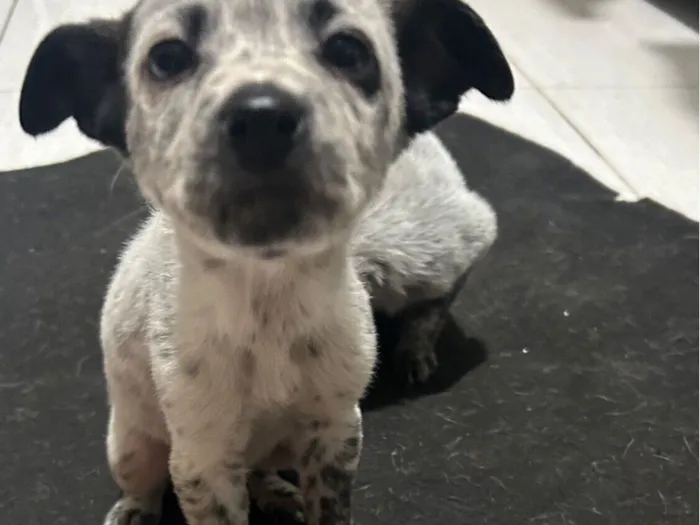 Cachorro raça SRD-ViraLata idade 2 a 6 meses nome Maria