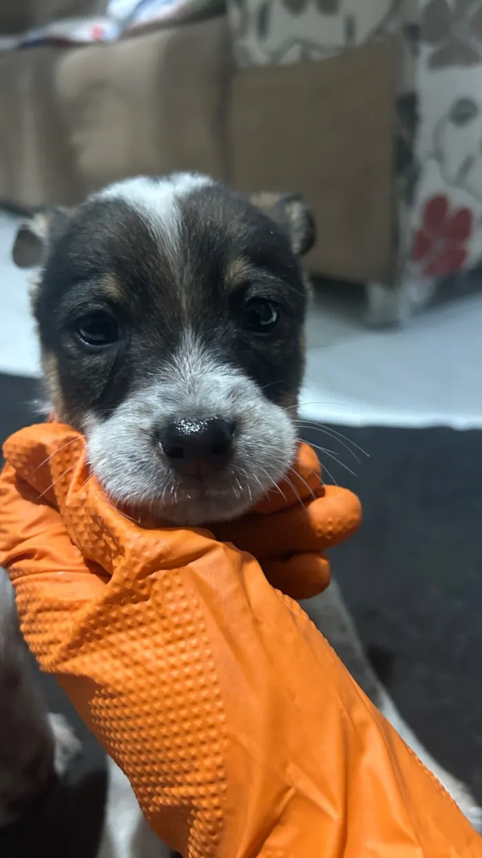 Cachorro raça SRD-ViraLata idade 2 a 6 meses nome fifi