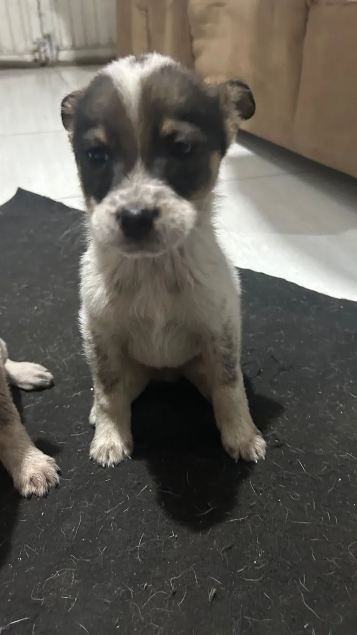 Cachorro raça SRD-ViraLata idade 2 a 6 meses nome fifi