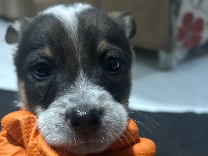 Cachorro raça SRD-ViraLata idade 2 a 6 meses nome fifi