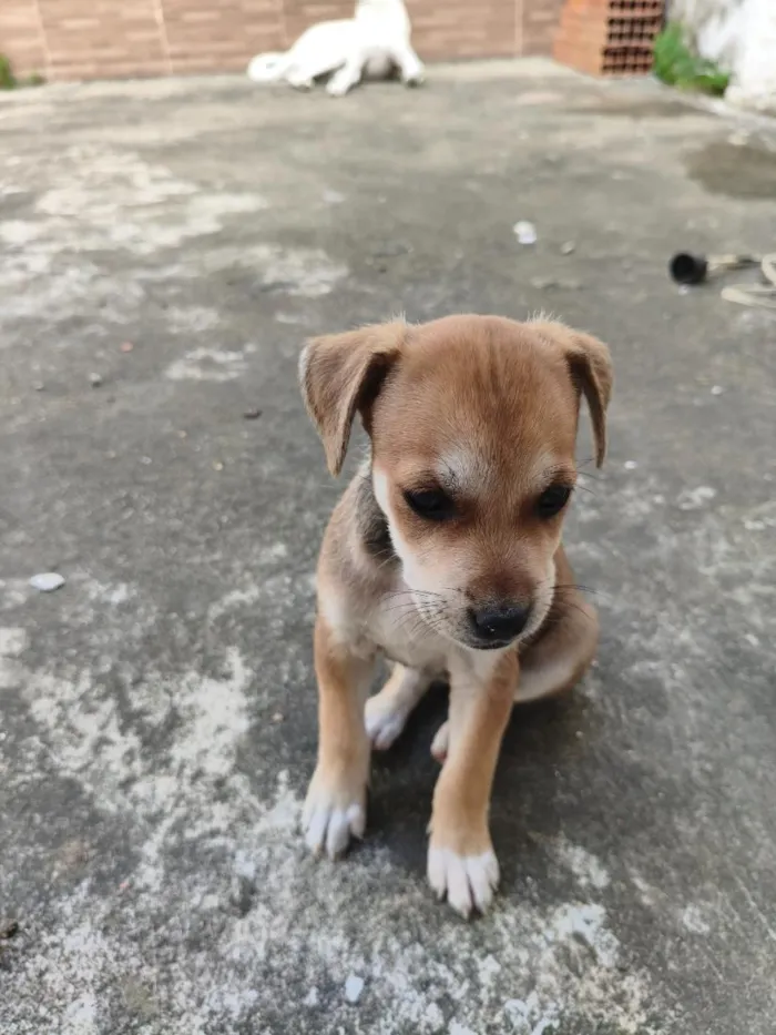 Cachorro raça SRD-ViraLata idade Abaixo de 2 meses nome N.A.