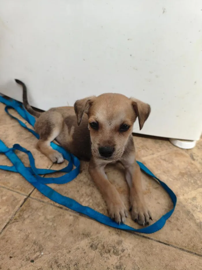 Cachorro raça SRD-ViraLata idade Abaixo de 2 meses nome N.A.