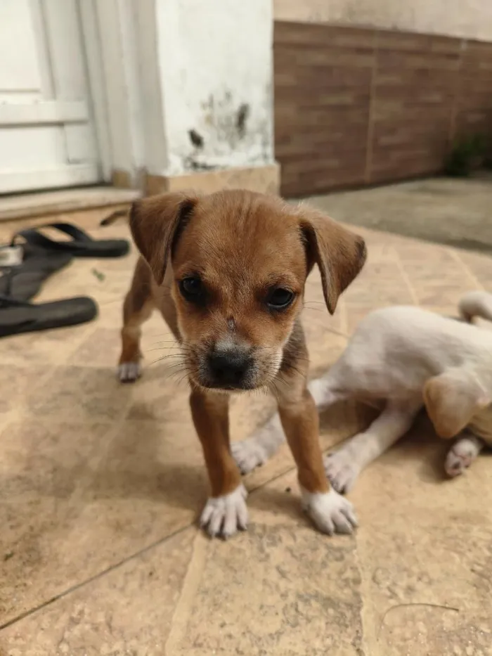 Cachorro raça SRD-ViraLata idade Abaixo de 2 meses nome N.A.