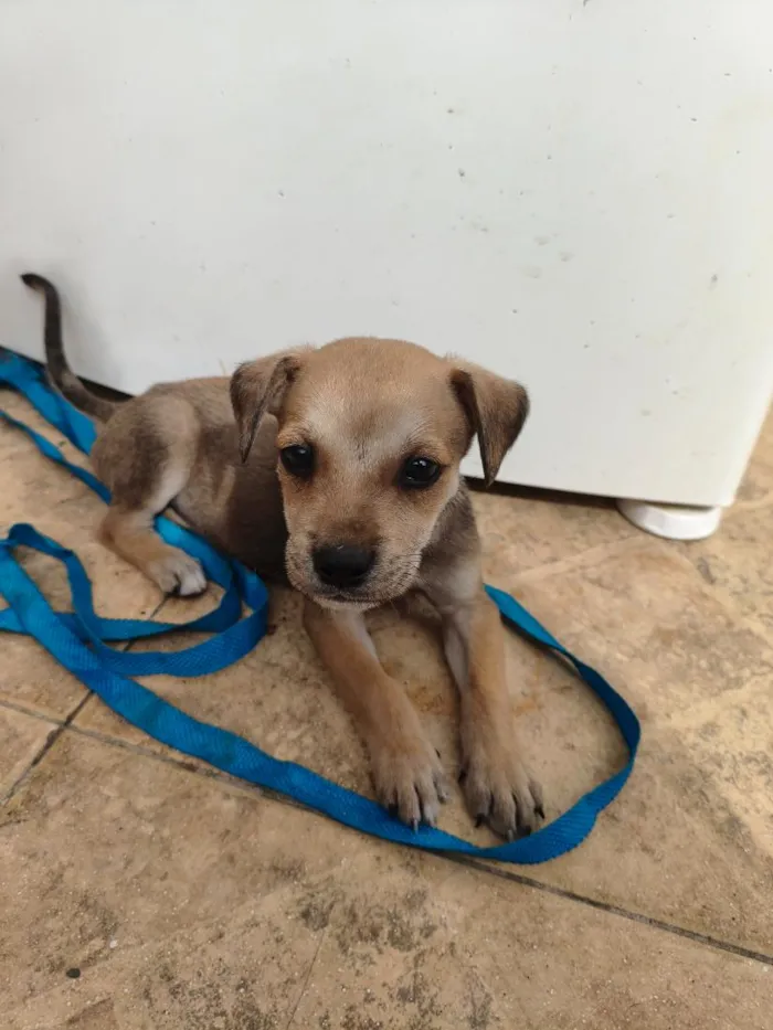 Cachorro raça SRD-ViraLata idade Abaixo de 2 meses nome N.A.