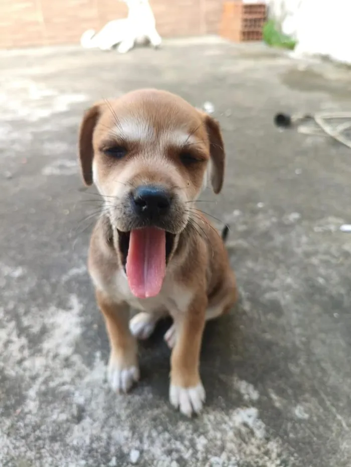 Cachorro raça SRD-ViraLata idade Abaixo de 2 meses nome N.A.