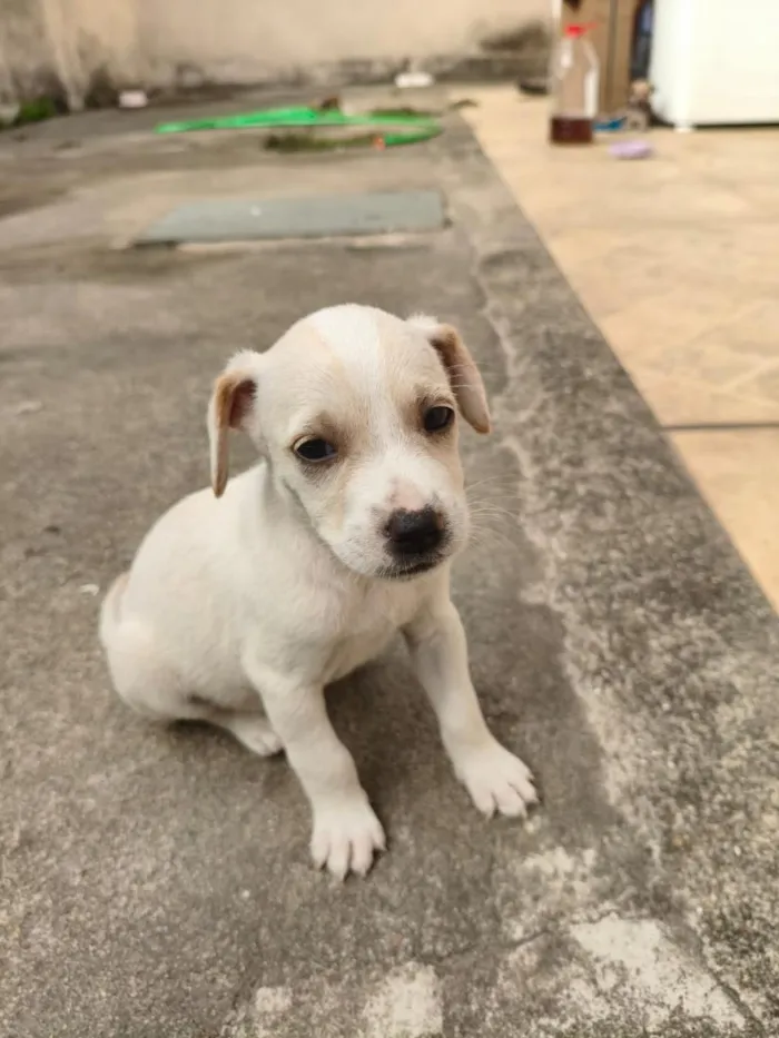 Cachorro raça SRD-ViraLata idade Abaixo de 2 meses nome N.A.
