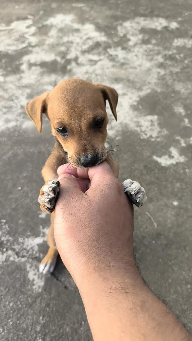 Cachorro raça SRD-ViraLata idade Abaixo de 2 meses nome N.A.