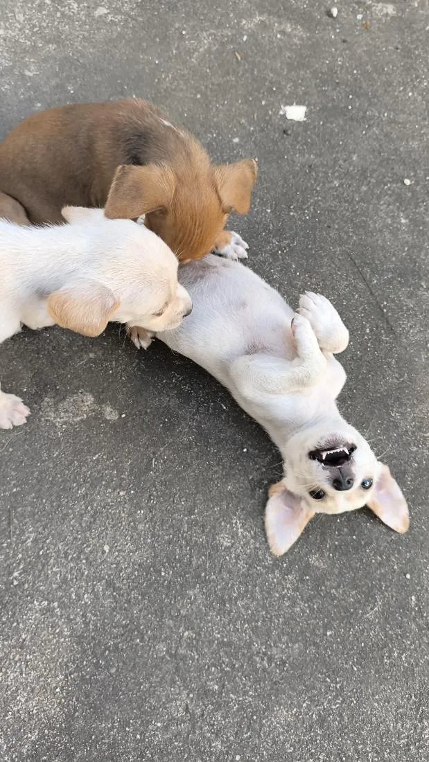 Cachorro raça SRD-ViraLata idade Abaixo de 2 meses nome N.A.