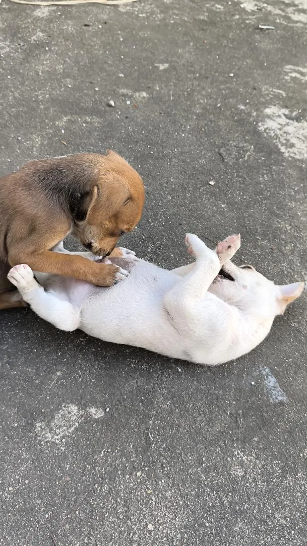 Cachorro raça SRD-ViraLata idade Abaixo de 2 meses nome N.A.