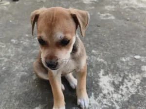 Cachorro raça SRD-ViraLata idade Abaixo de 2 meses nome N.A.