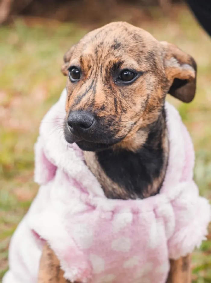 Cachorro raça SRD-ViraLata idade 2 a 6 meses nome Cacau