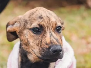 Cachorro raça SRD-ViraLata idade 2 a 6 meses nome Cacau