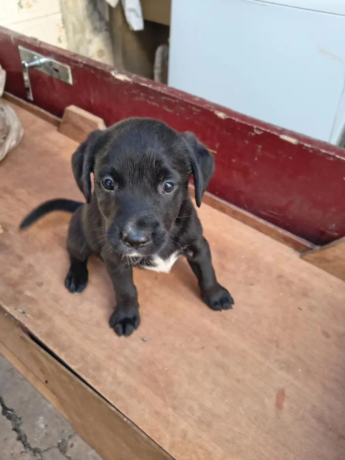 Cachorro raça SRD-ViraLata idade Abaixo de 2 meses nome NN tem