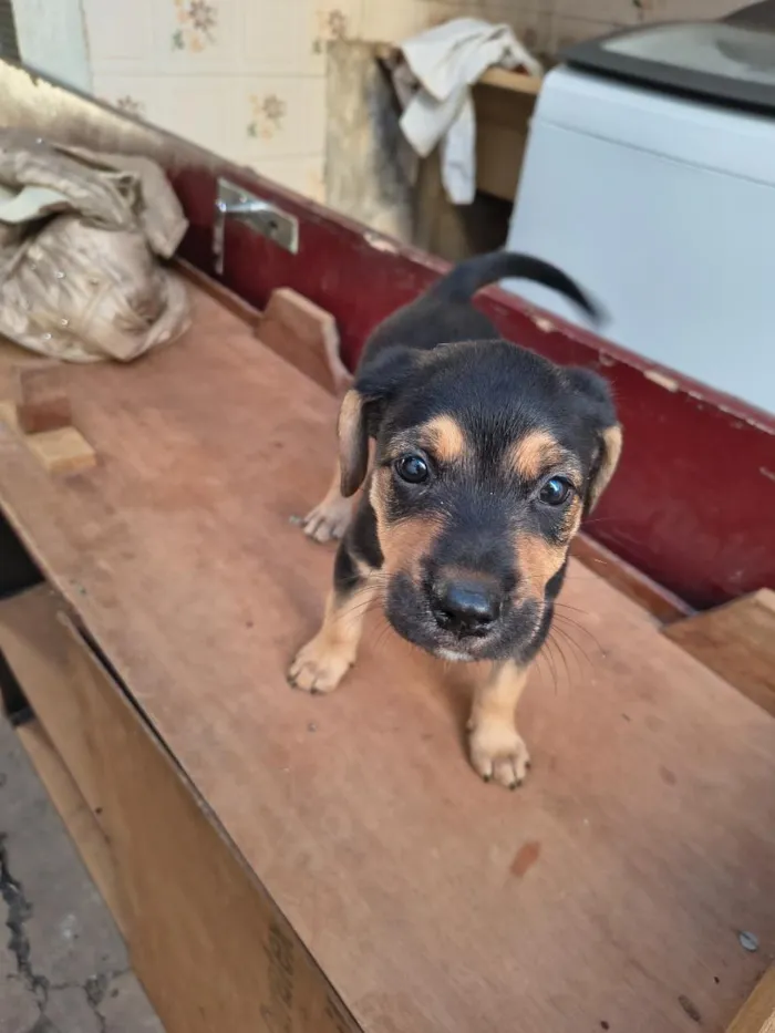 Cachorro raça SRD-ViraLata idade Abaixo de 2 meses nome NN tem