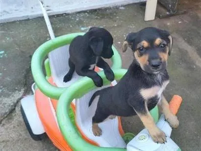 Cachorro raça SRD-ViraLata idade Abaixo de 2 meses nome NN tem