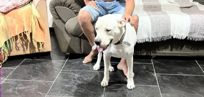 Cachorro raça Pit-Bull idade 3 anos nome Ayla