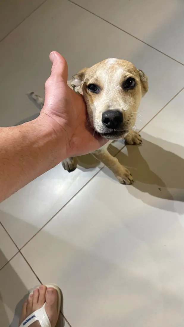 Cachorro raça SRD-ViraLata idade 2 a 6 meses nome Lupita
