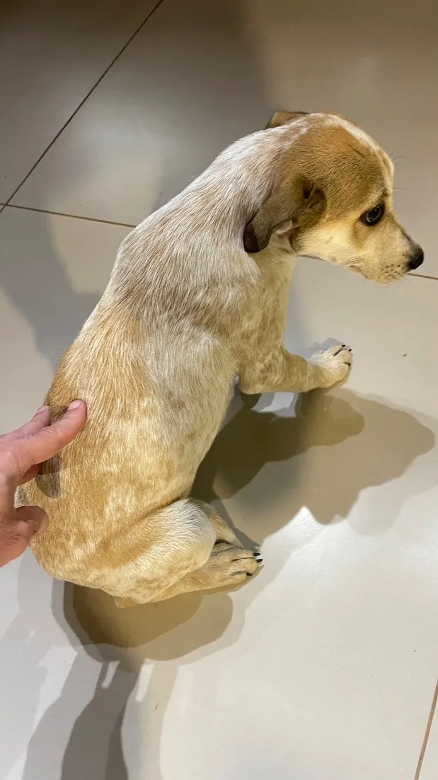 Cachorro raça SRD-ViraLata idade 2 a 6 meses nome Lupita