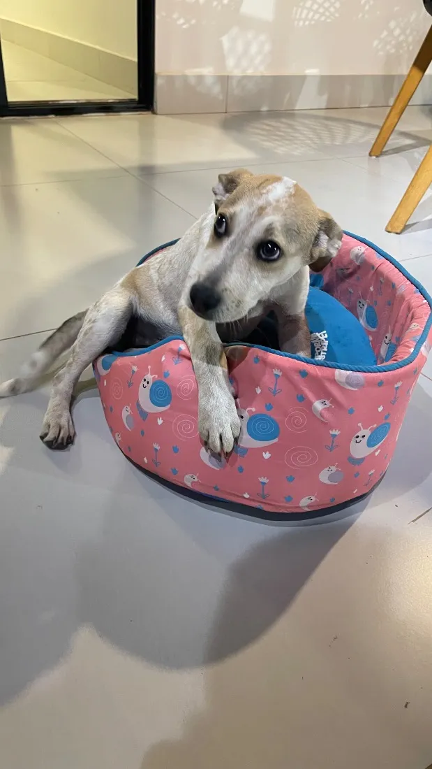 Cachorro raça SRD-ViraLata idade 2 a 6 meses nome Lupita