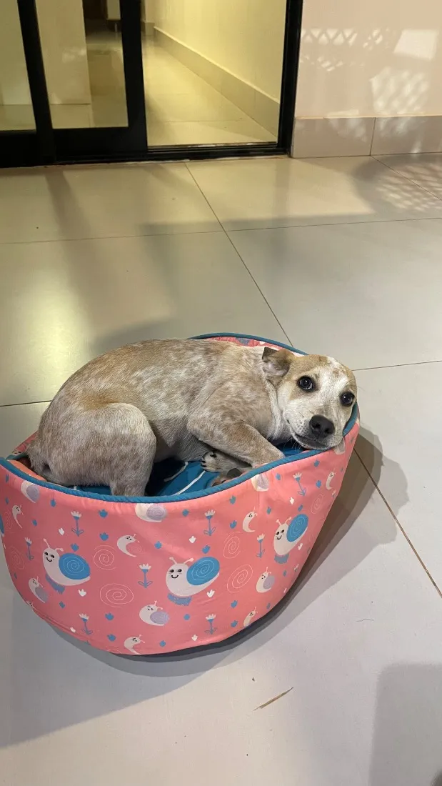 Cachorro raça SRD-ViraLata idade 2 a 6 meses nome Lupita