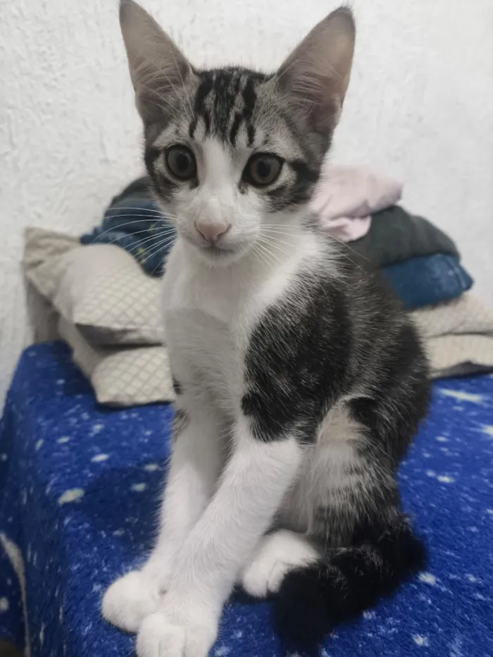 Gato raça SRD-ViraLata idade 2 a 6 meses nome Rabito