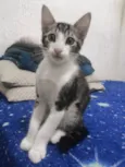 Rabito